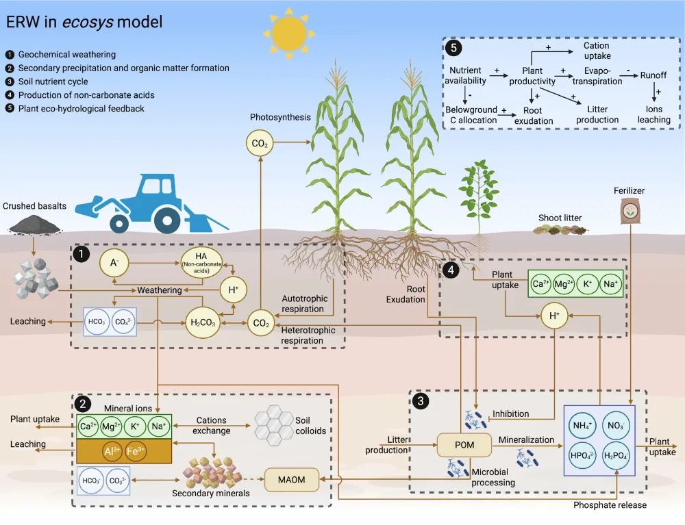 Schematic of enhanced rock weathering in the ecosys model: geochemical weathering, secondary precipitation, the soil nutrient cycle, production of non-carbonate acids and plant eco-hydrological feedbacks