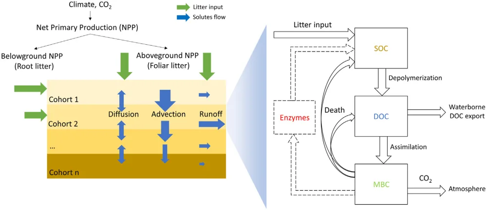 MWM structure: net primary production feeding litter into stacked peat cohorts with diffusion, advection and runoff, expanded to show the soil organic carbon, dissolved organic carbon, microbial biomass and enzyme pools
