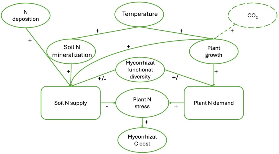 Conceptual diagram linking nitrogen deposition, temperature and CO2 to soil nitrogen supply, plant nitrogen demand and the carbon cost of mycorrhizal fungi