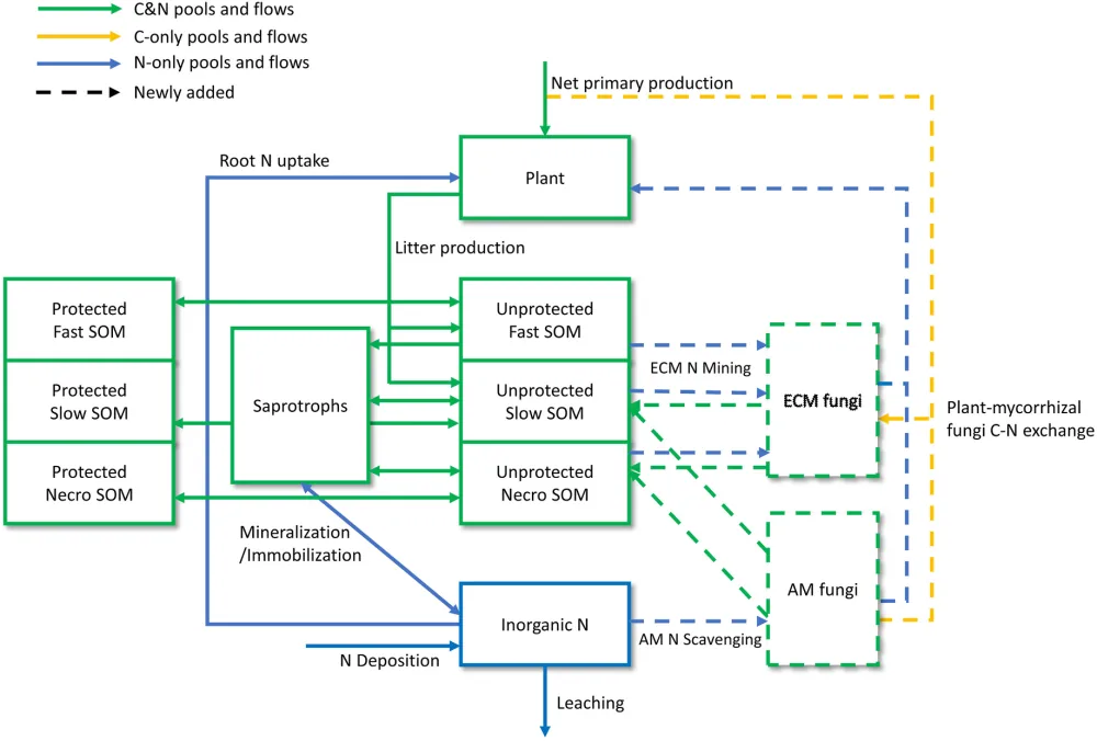 Myco-CORPSE structure: plant, saprotroph, protected and unprotected soil organic matter pools and inorganic nitrogen, with newly added ectomycorrhizal and arbuscular mycorrhizal fungal pools exchanging carbon and nitrogen with the plant